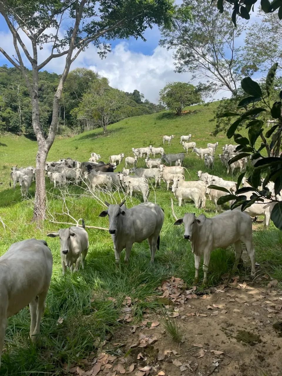 Fazenda com 338 hectares à venda na Divisa de Alagoas com Pernambuco - Foto 2