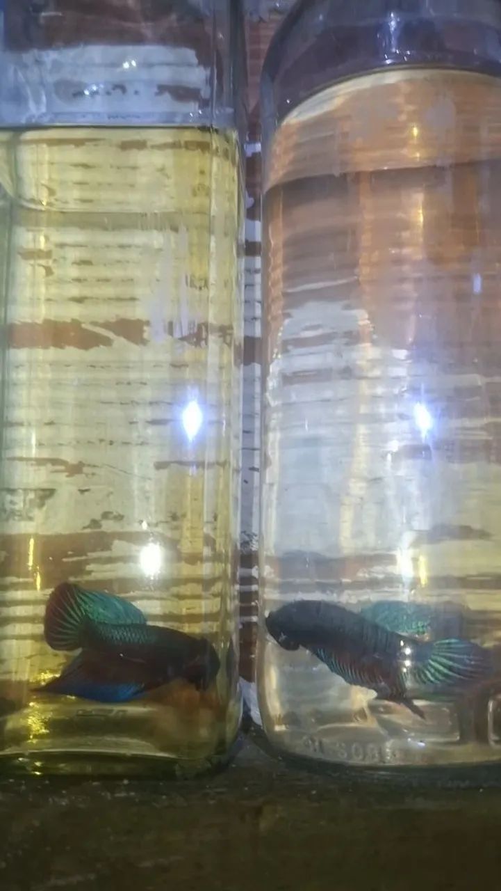 Bettas selvagems - Foto 3