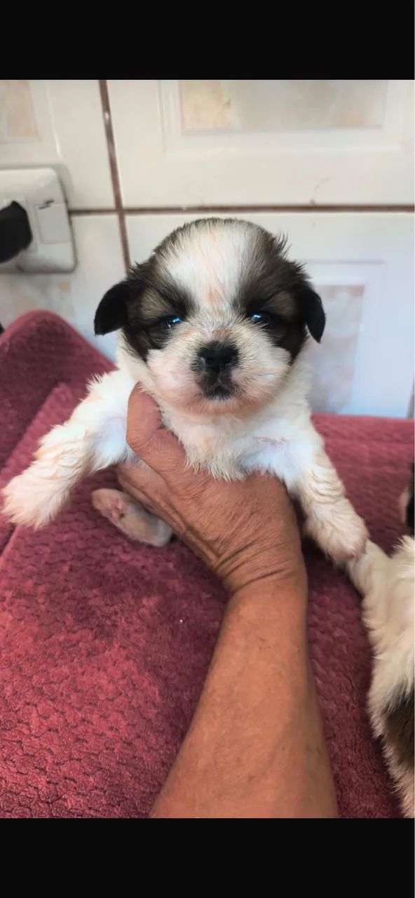 Shih-tzu macho micro com 52 dias 