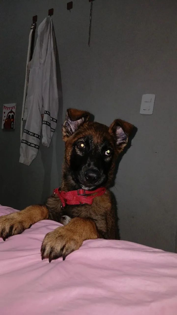 Pastor belga. - Foto 2