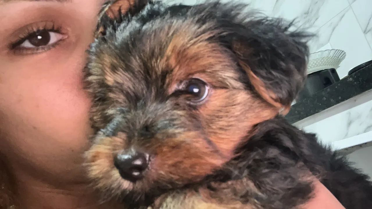 Cachorro yorkshire terrier micro 