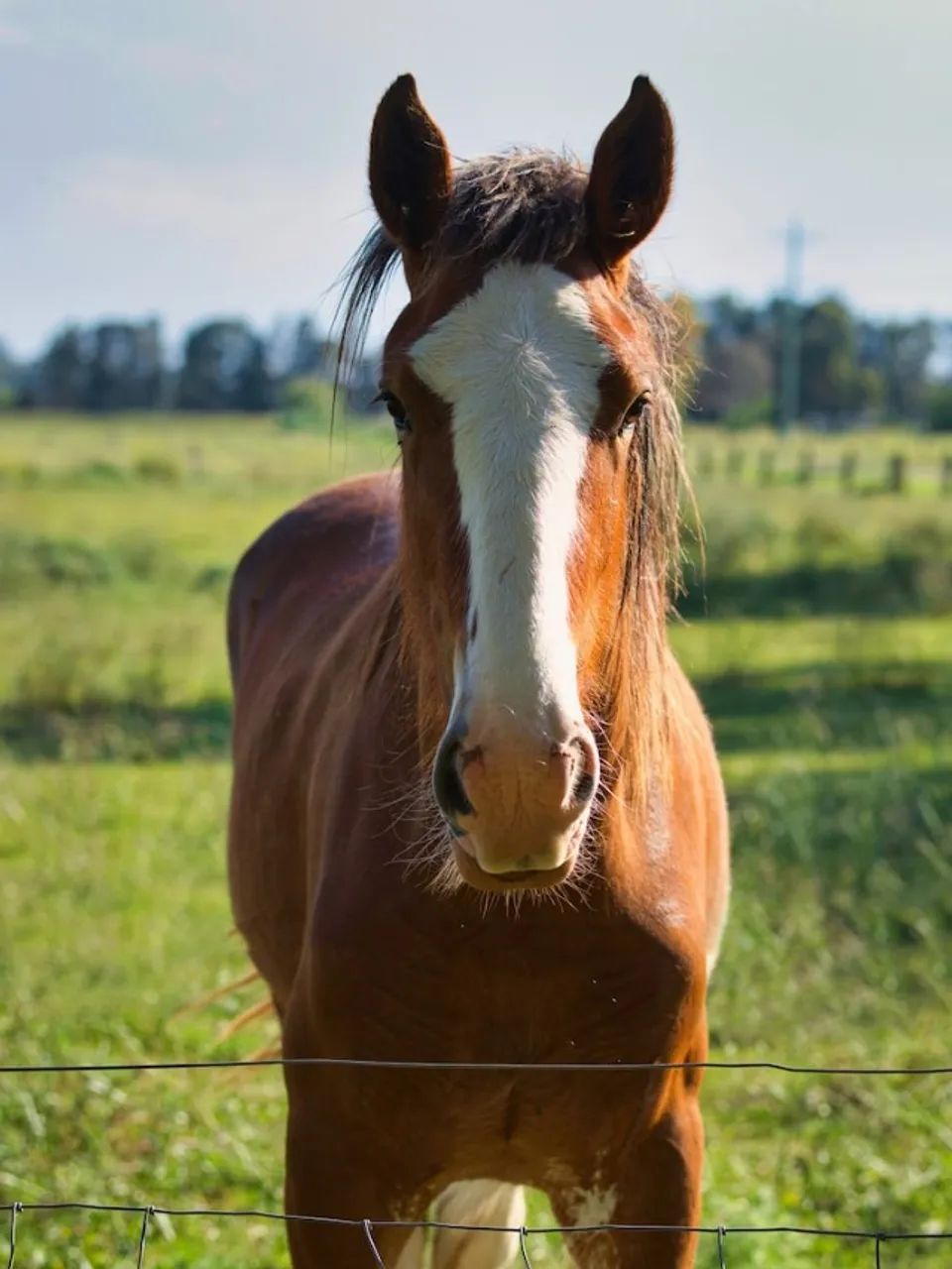 Cavalo  - Foto 2