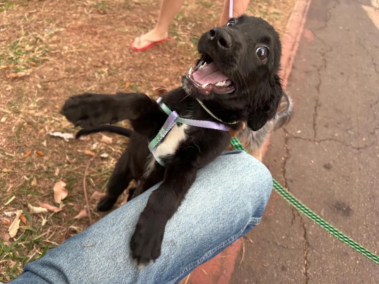 Adoção de cachorro 