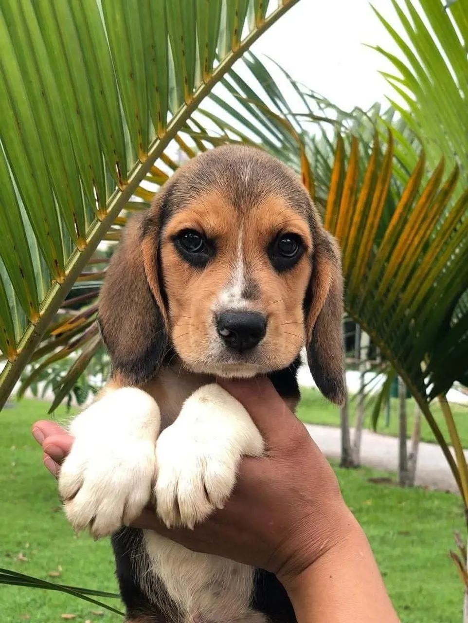 Beagle lindos filhotes  - Foto 2
