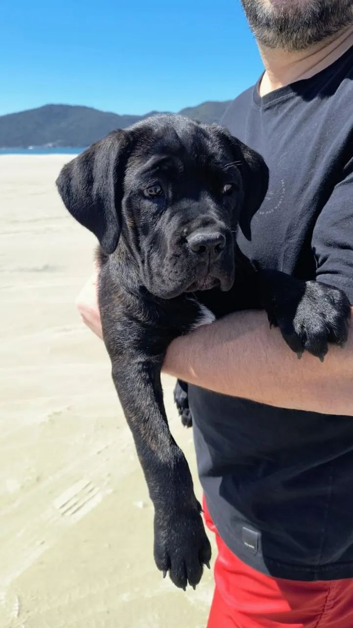 Filhotes de cane corso com pedigree  - Foto 3