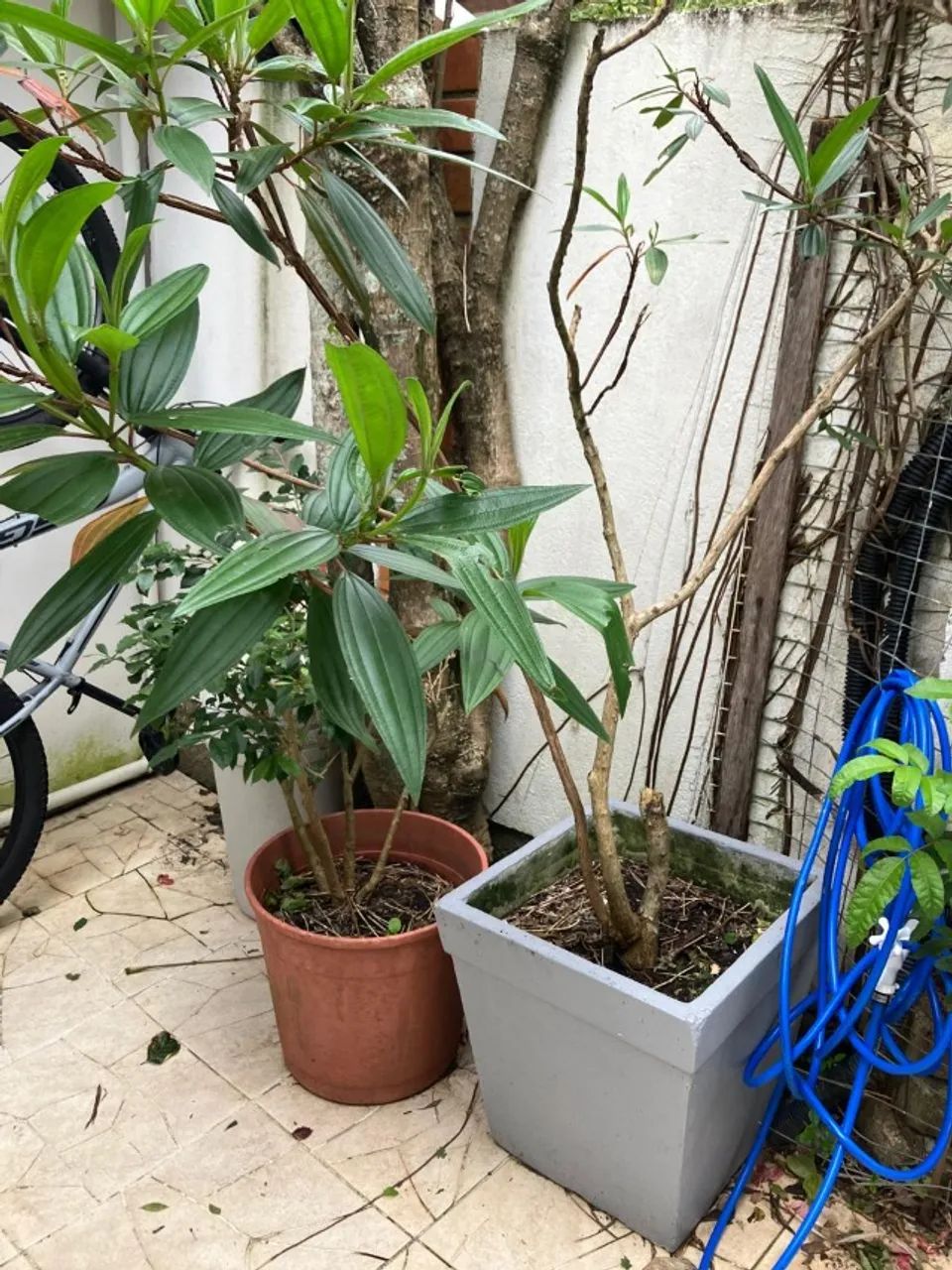 Vasos de plantas 