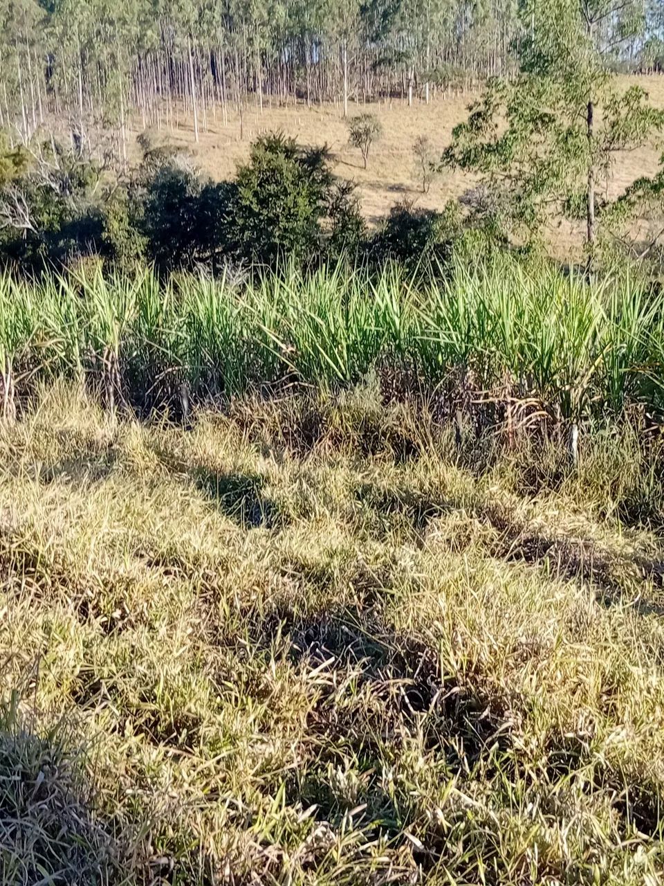 Canavial  Cana roxinha  - Foto 3