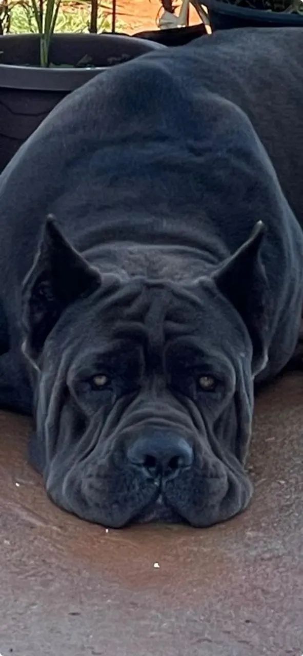 Filhotes de Cane corso  - Foto 5