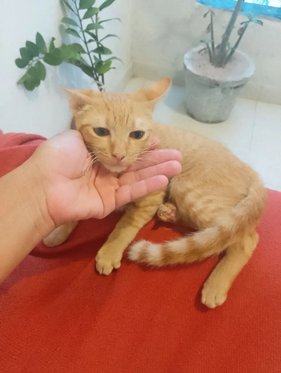 Gatinho macho