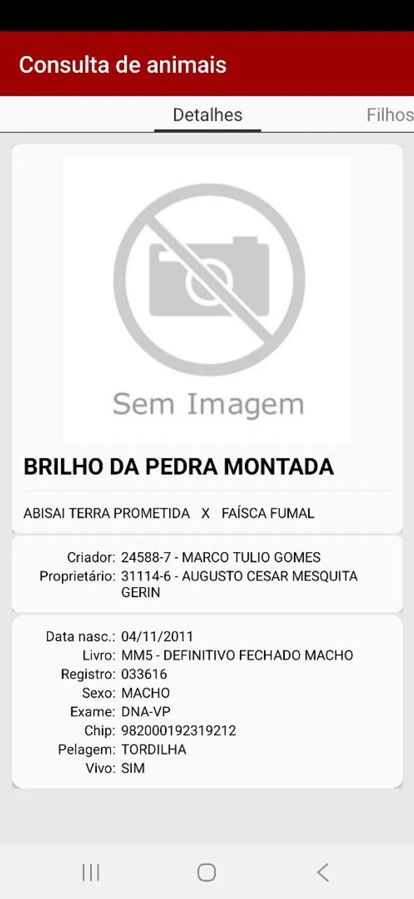 Lindo Cavalo Mangalarga Marchador castrado - Foto 3