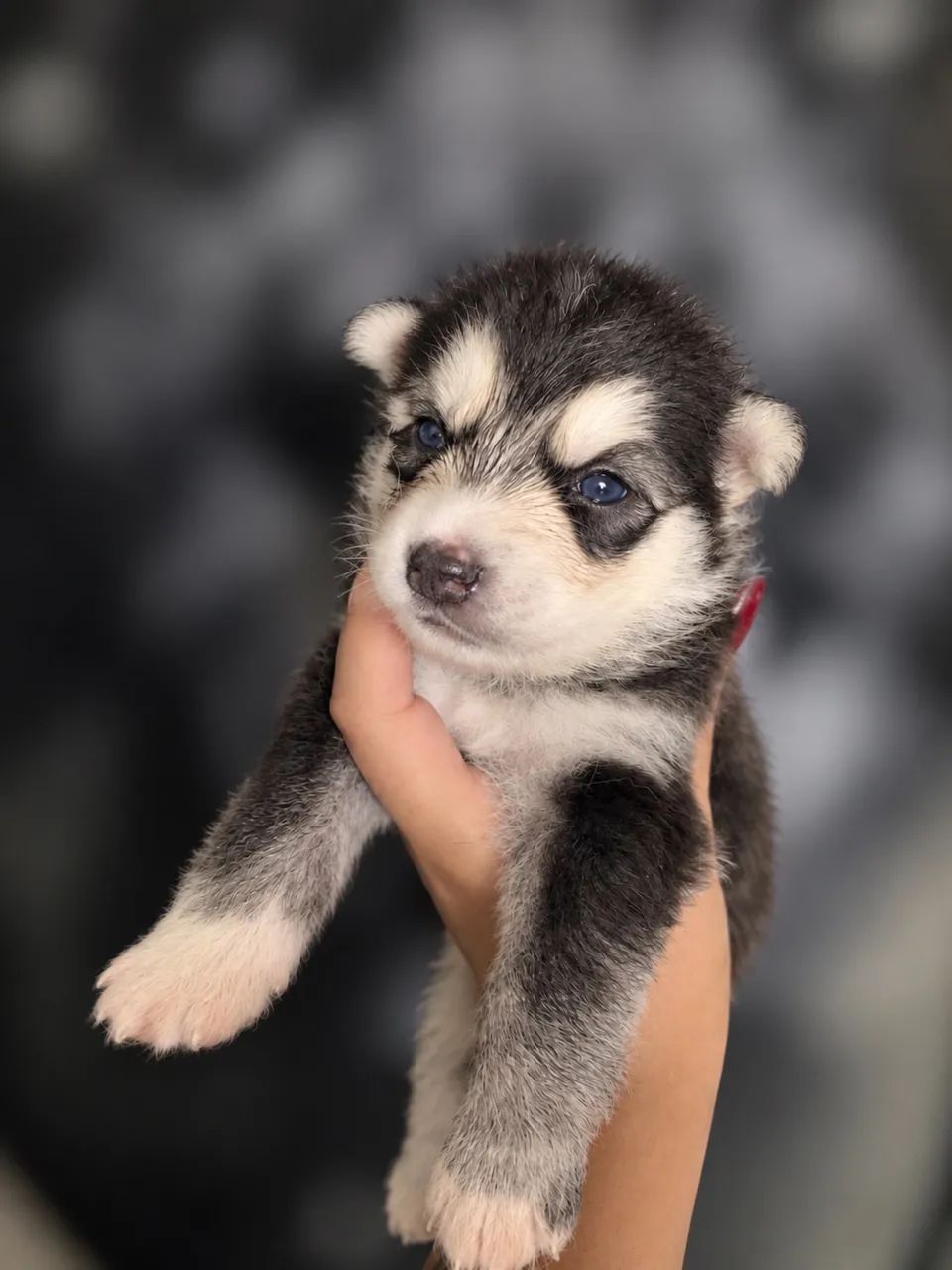 HUSKY SIBERIANO  - Foto 3