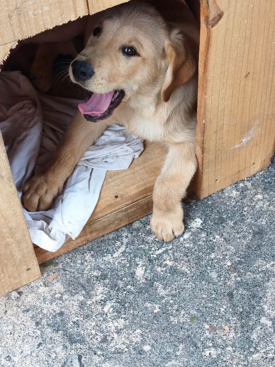 labrador 