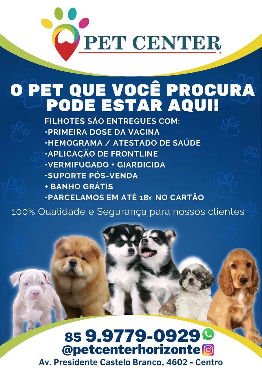 LINDO FILHOTE PERSA - Foto 4