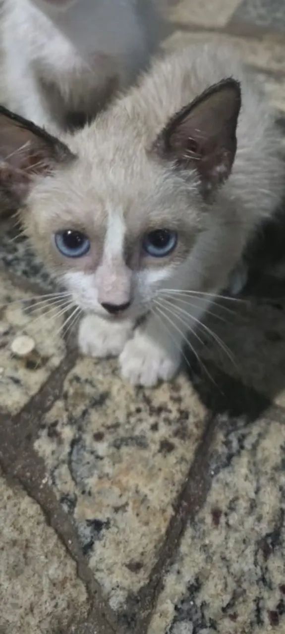 Gato