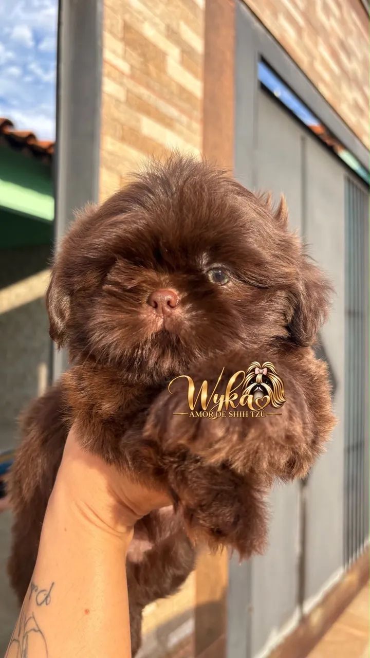 Shih tzu  - Foto 3