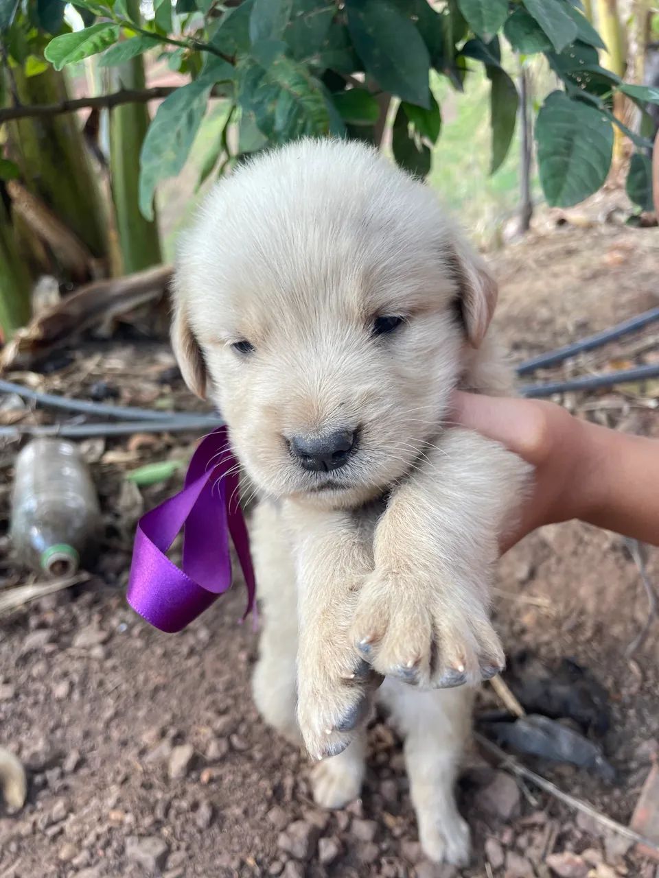 Golden Retriever  - Foto 2