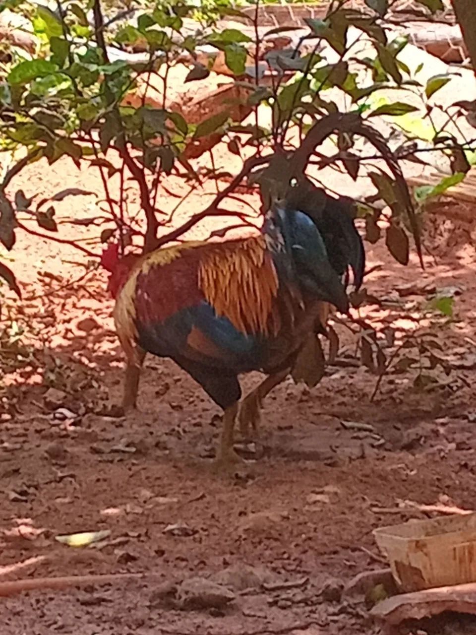 01Galo e 02 Garnize  - Foto 2