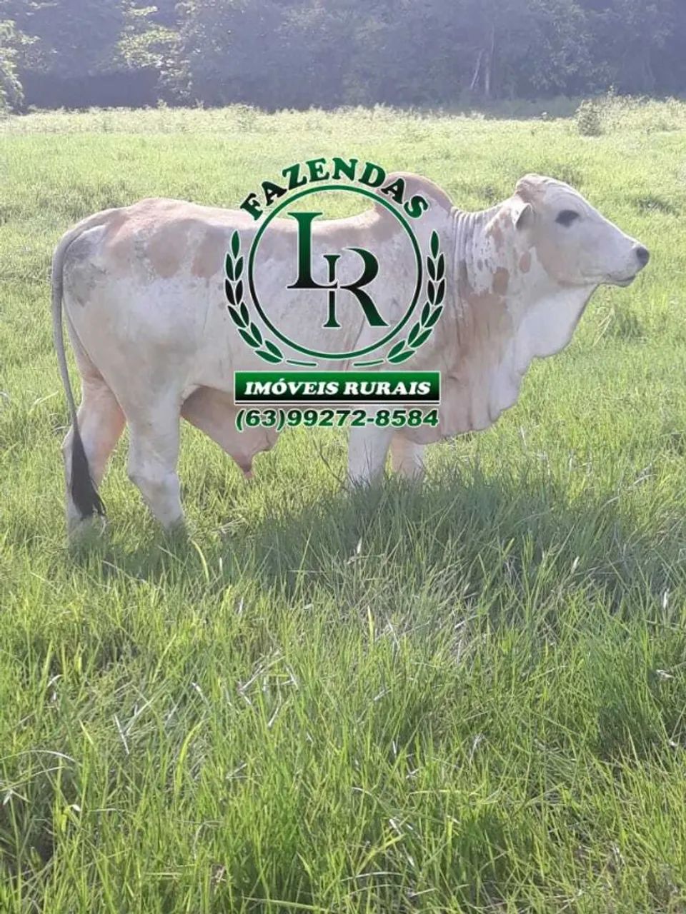 Fazenda de 400 Alqueires no Estado do Pará - Foto 5