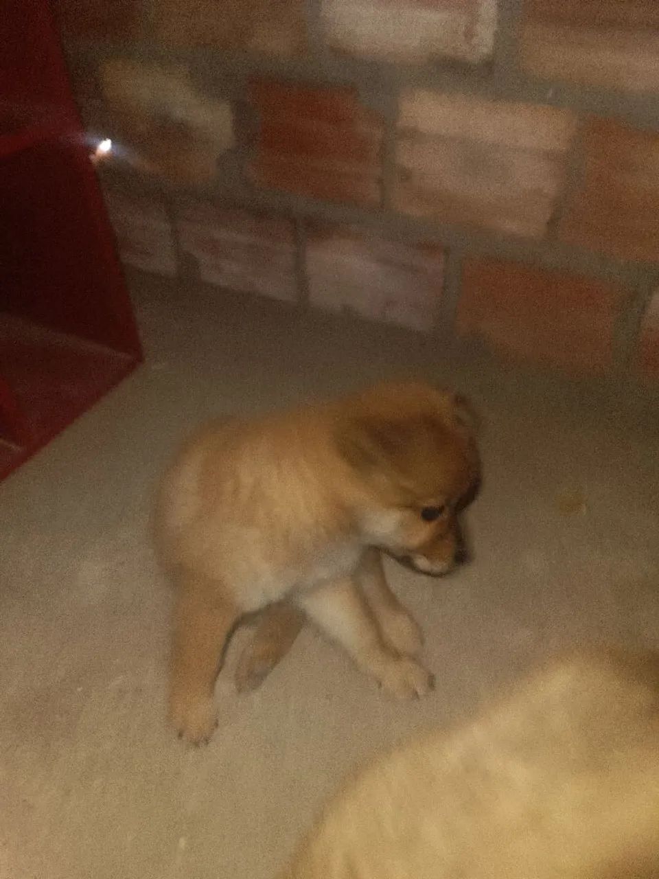 Cachorro  - Foto 2