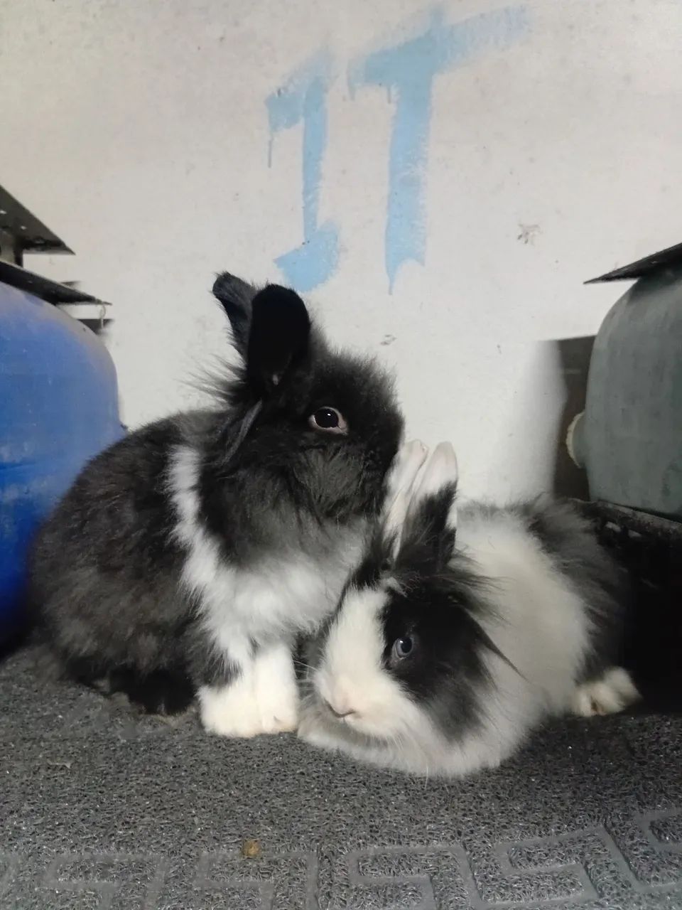 Bioterios e coelhos - Foto 3