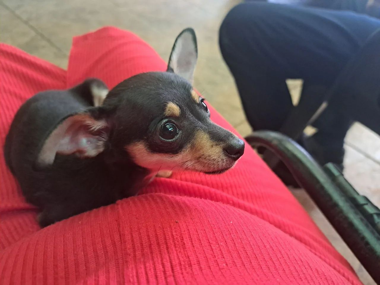 Filhote de pinscher macho  - Foto 4