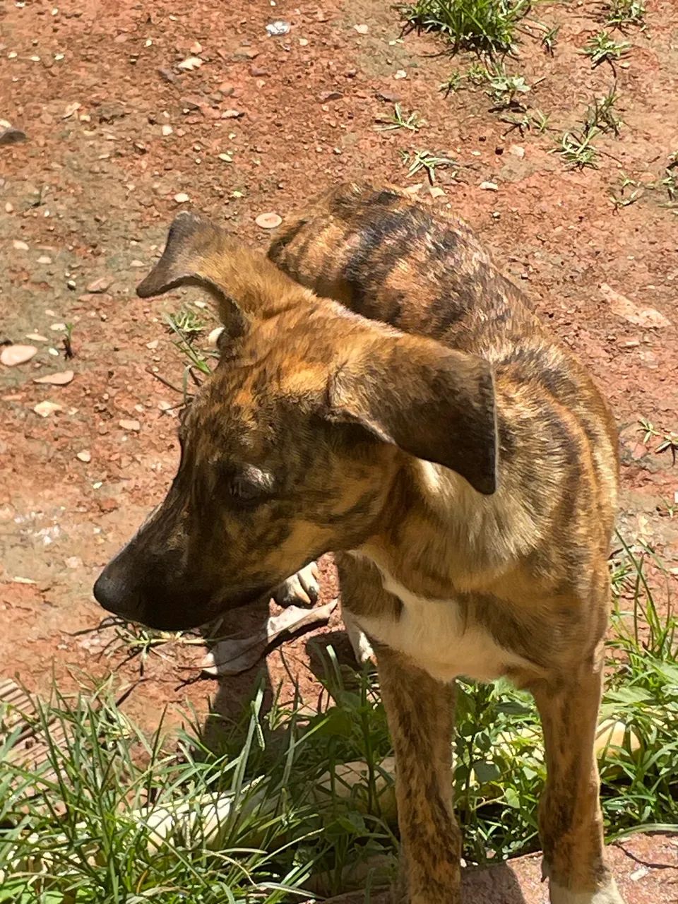 Animais - Foto 2