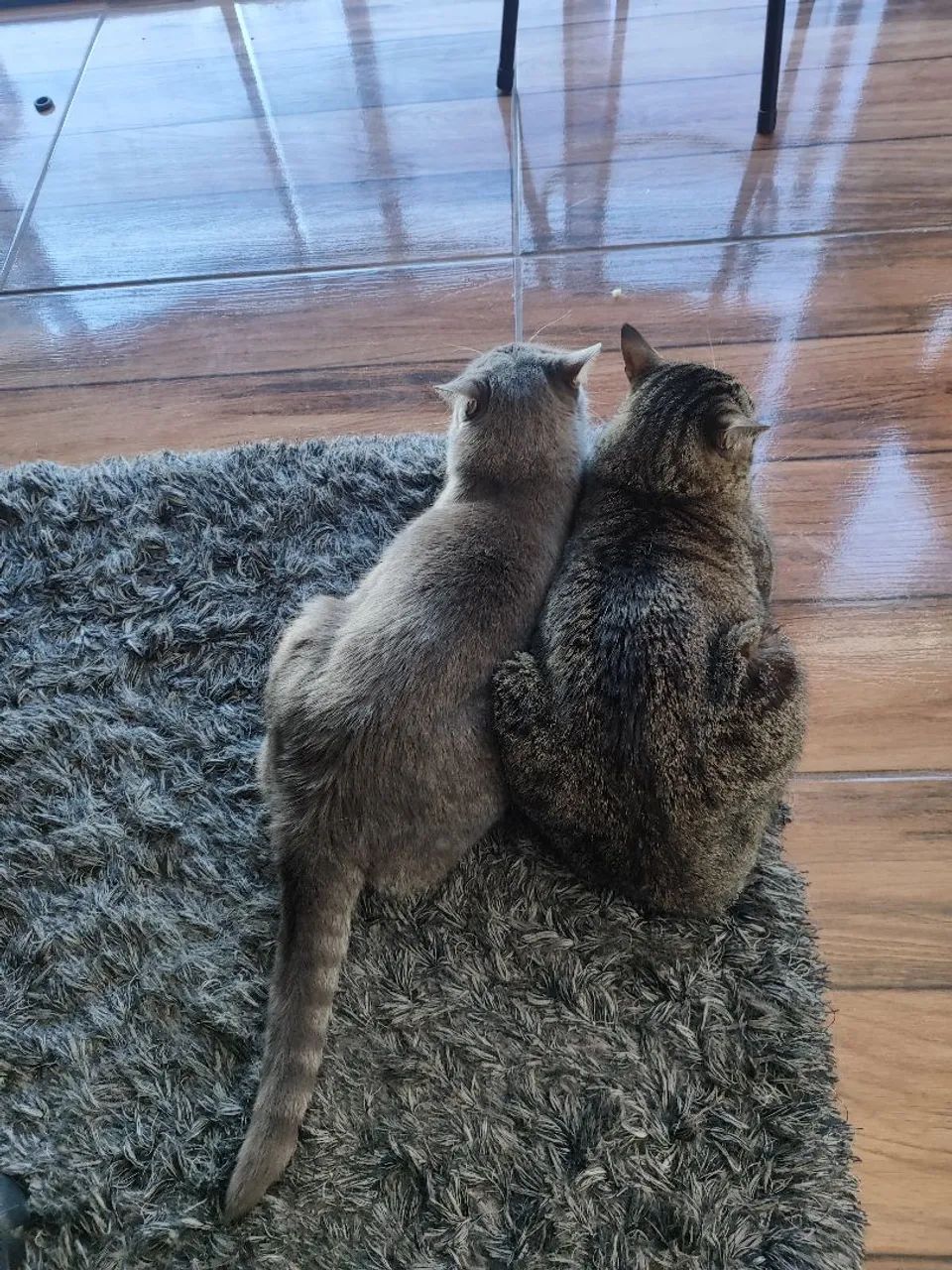 Animais - Foto 5