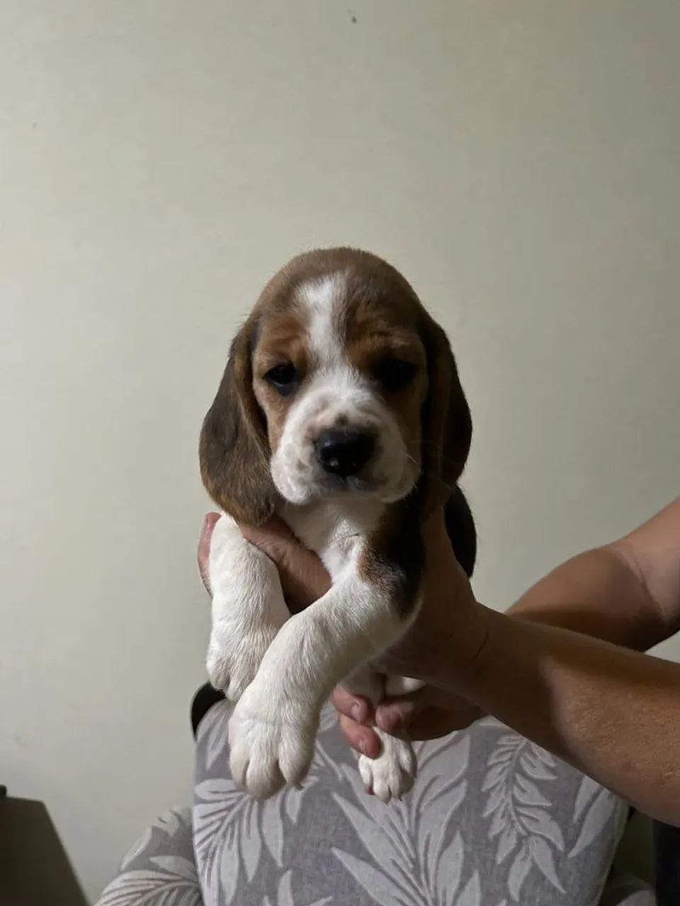 Beagle tri/bi - Foto 2