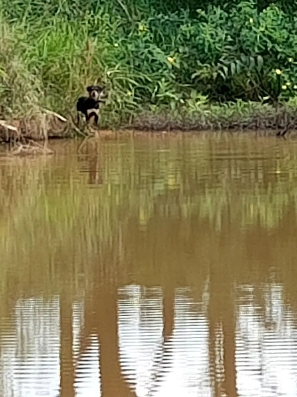 Vendo essa chácara/Baldim  - Foto 5