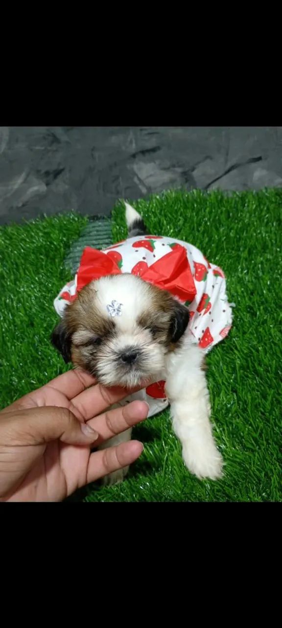 Shihtzu  - Foto 2