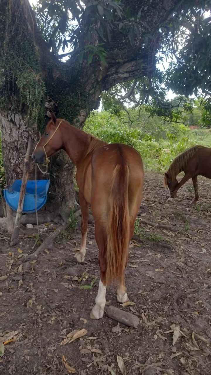 Vender é troca  - Foto 4