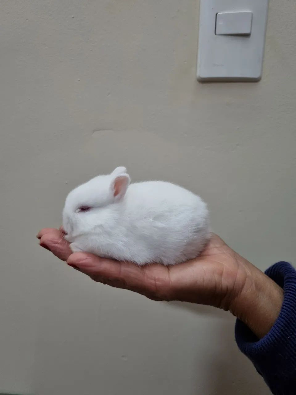Coelho anao Netherland Dwarf  - Foto 3