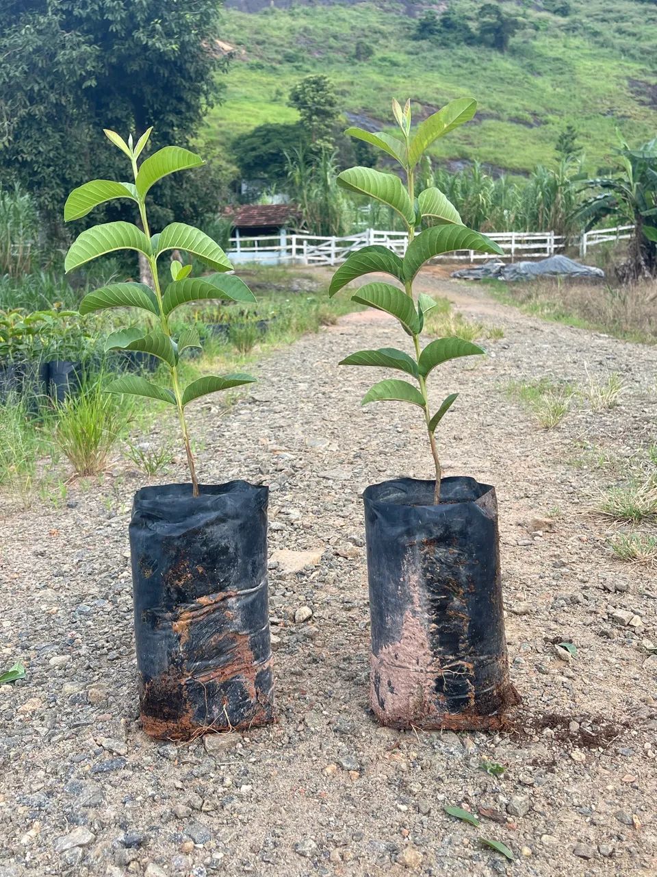Goiaba - Foto 5