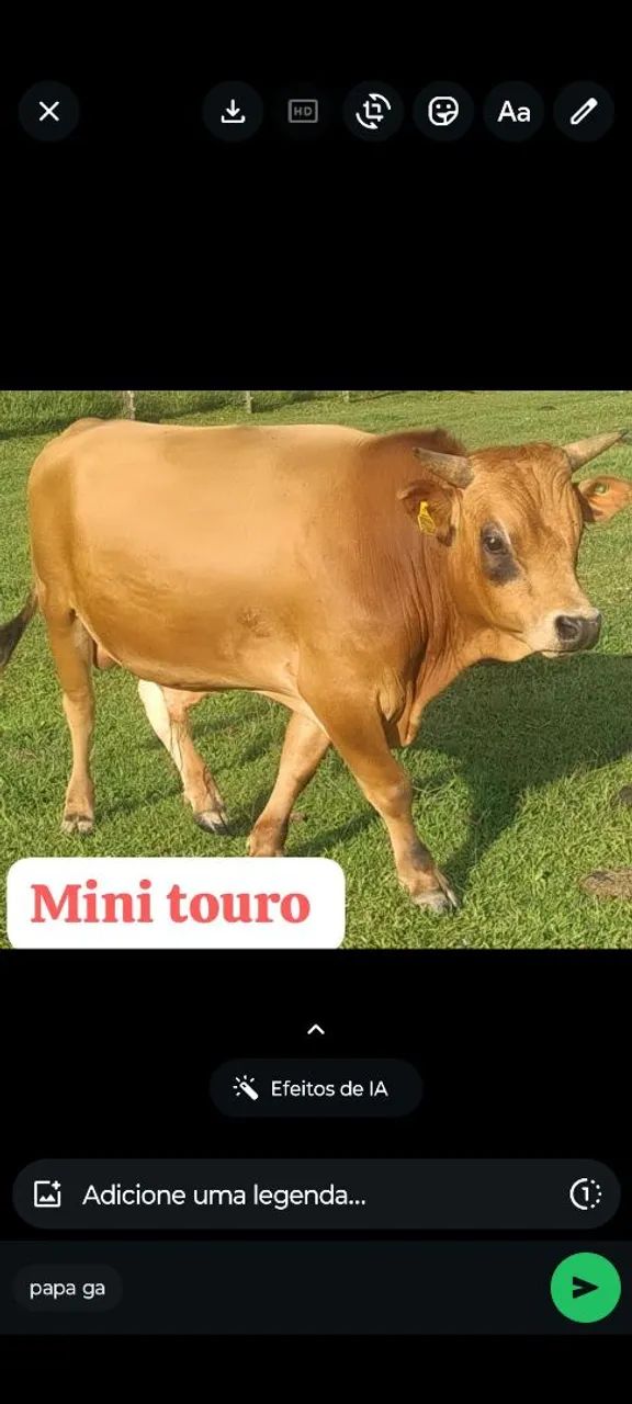 Mini vaca e mini touro  - Foto 4