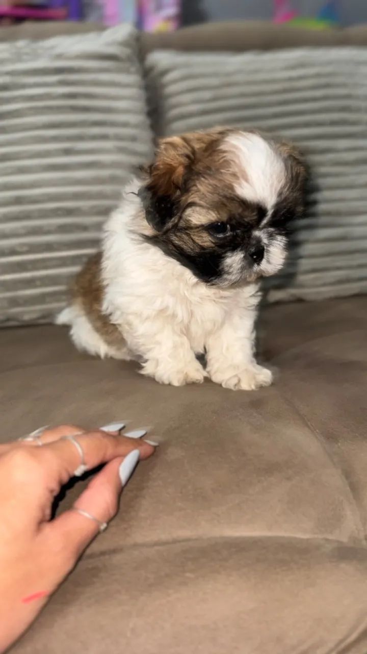 Shih tzu macho - Foto 2