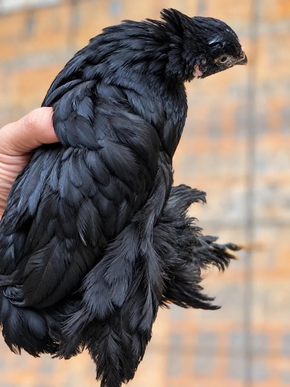Pintinho Brahma  - Foto 4