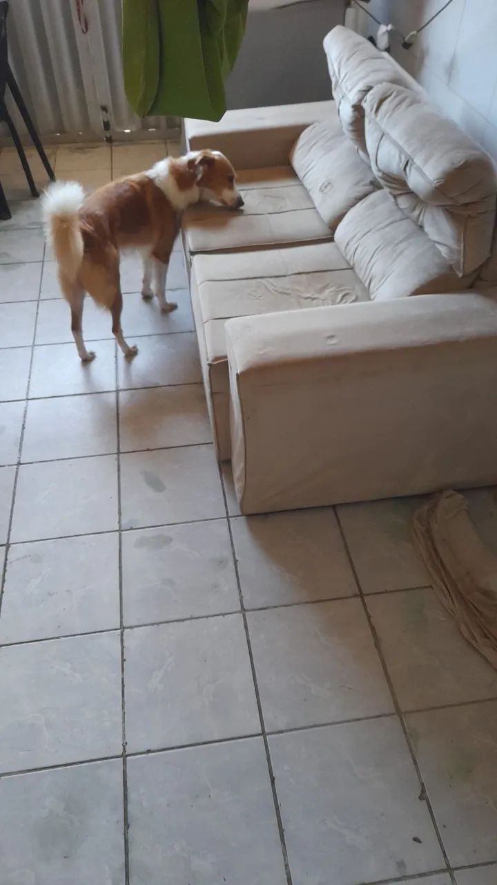 Vendo um sofá retrátil reclinável - Foto 3