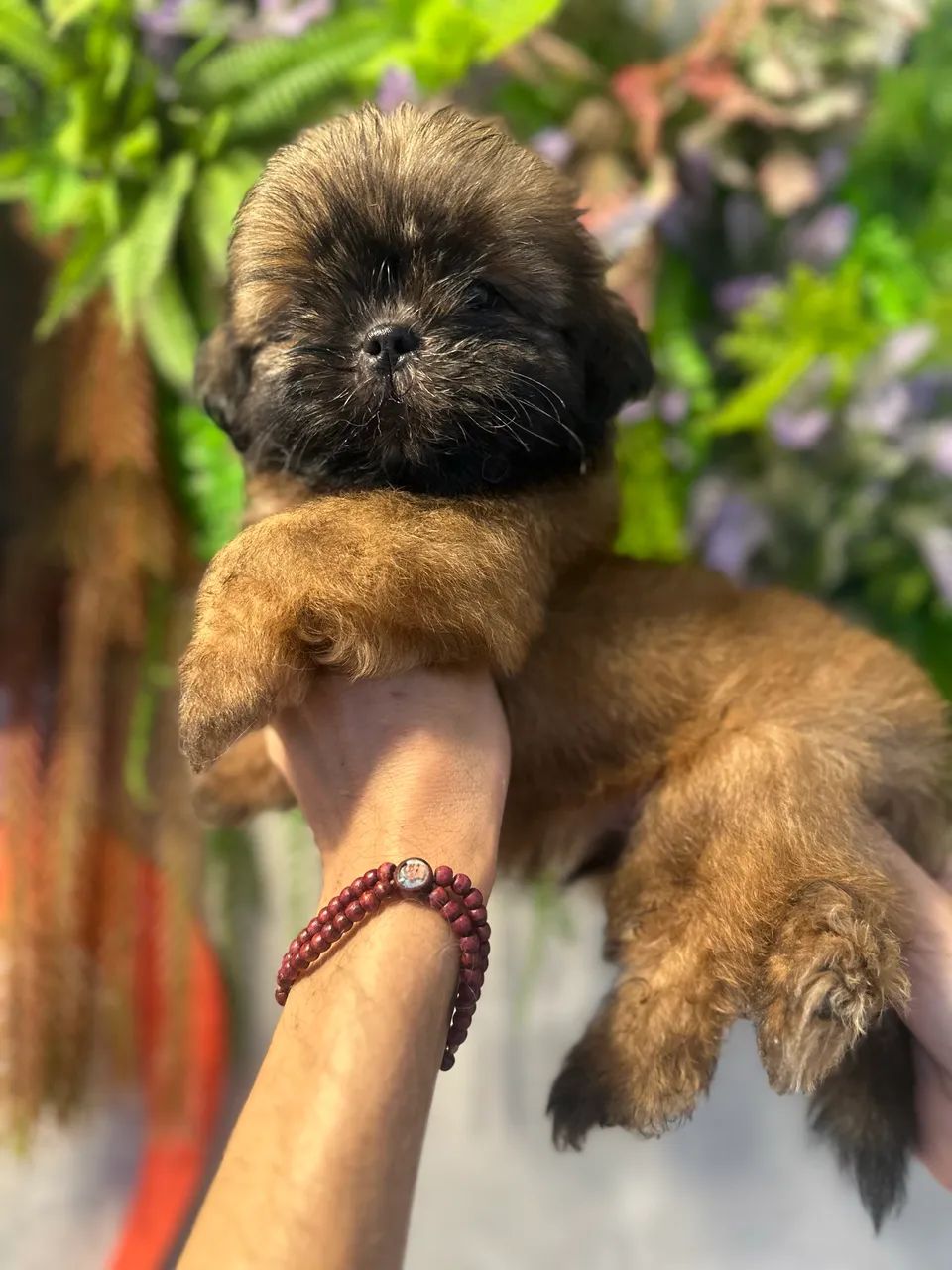 Perfeito e lindo Shitzu macho  - Foto 3