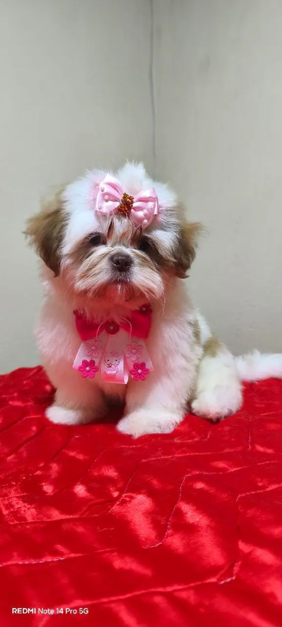 Venda