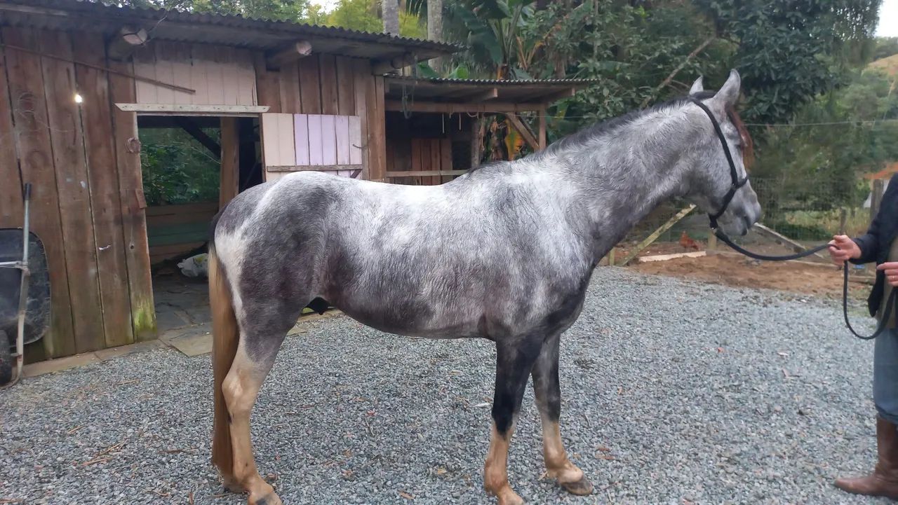 Cavalos mangalarga  - Foto 3
