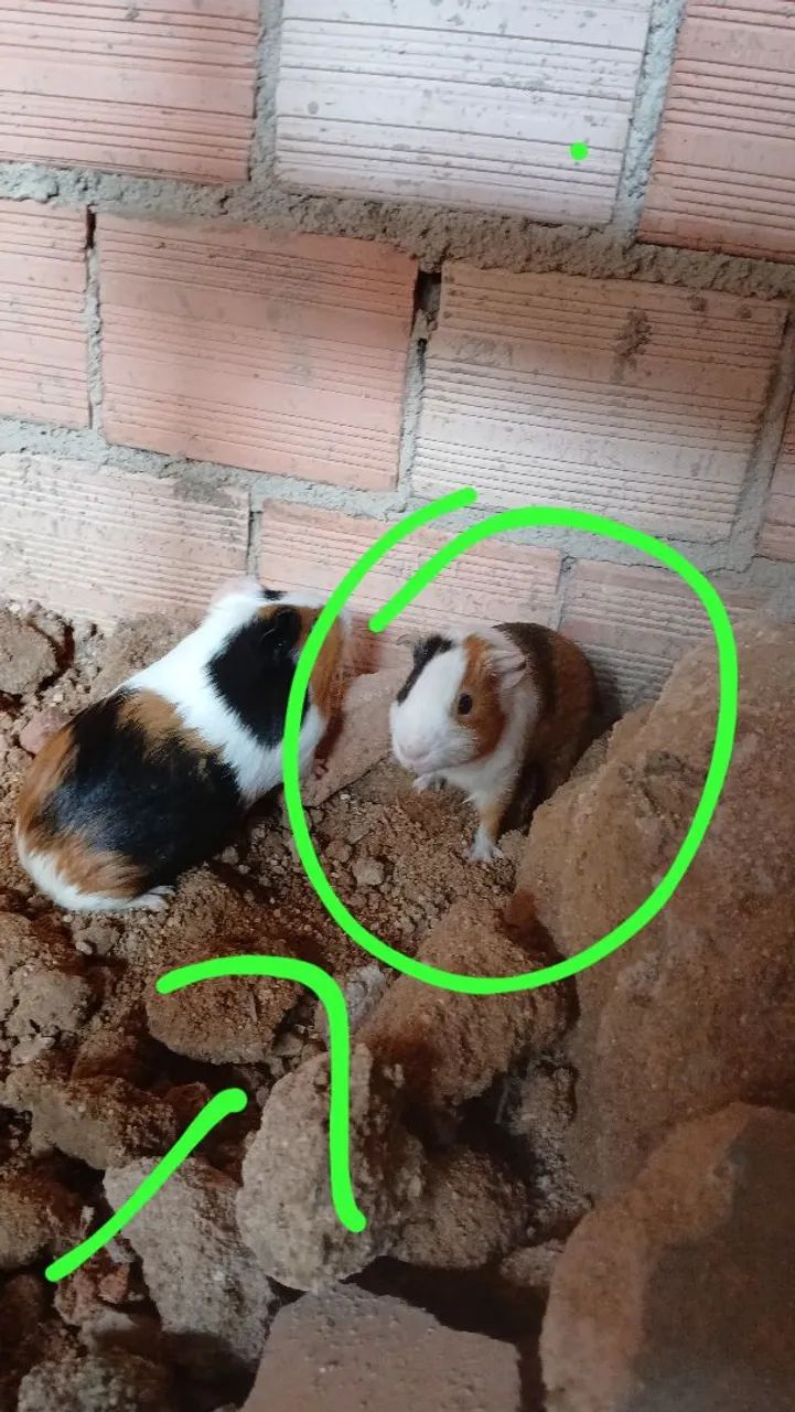 Procura-se porquinho da Índia que fugiu, Bairro Mariana, recompensa de 100 reais!