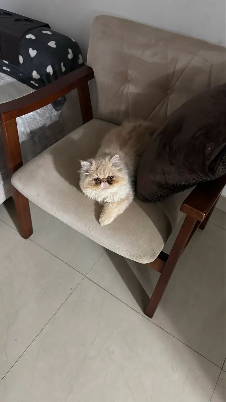 Persa 