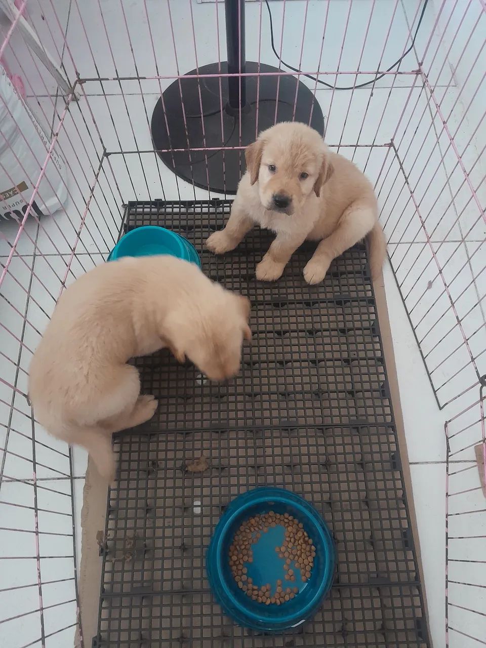 Golden retriever macho - Foto 2