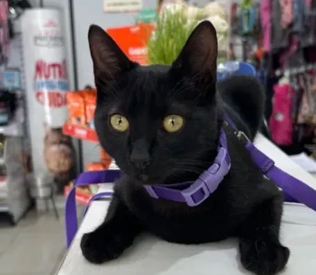 doaçao de gato fofo - Foto 3