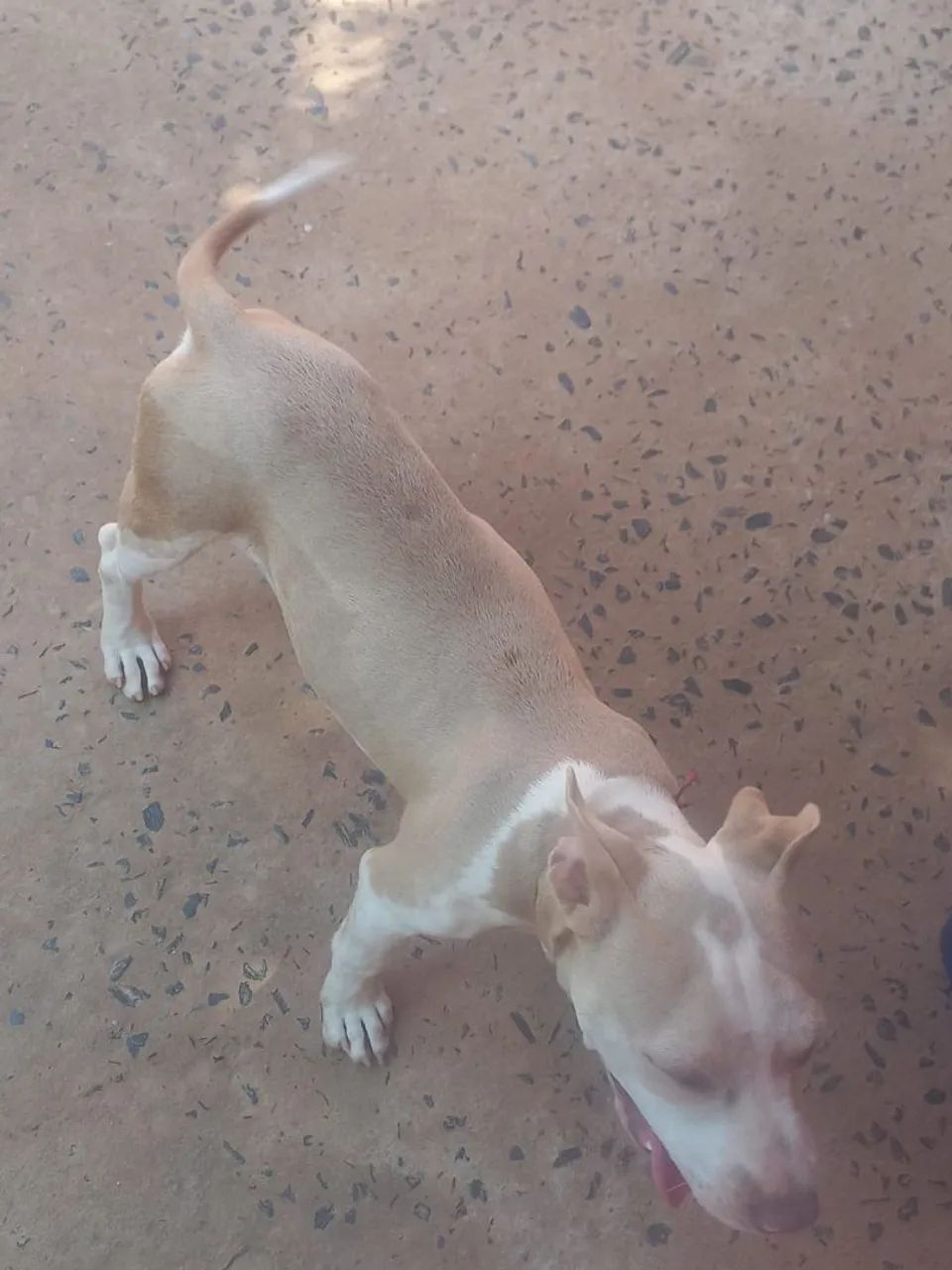 Cachorros  - Foto 4