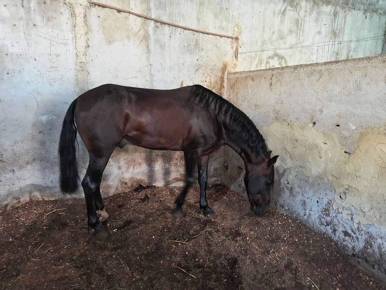 Cavalo manga larga  - Foto 4