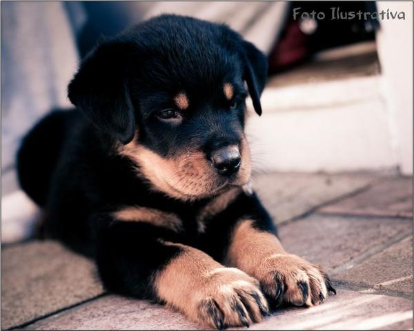 Rottweiler filhotes em exposição a pronta entrega na loja! (11) 96842-5101