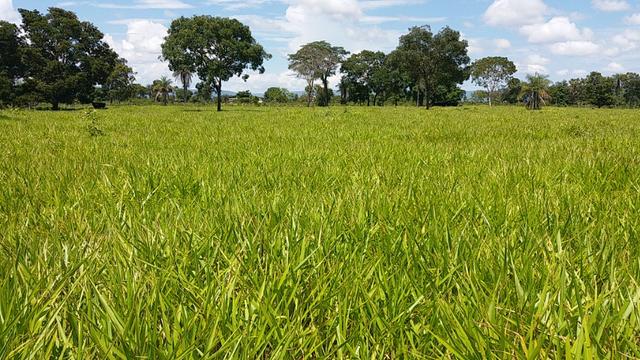 Fazenda Completa Para Gado, Formosa-Go (Oportunidade) - Foto 18