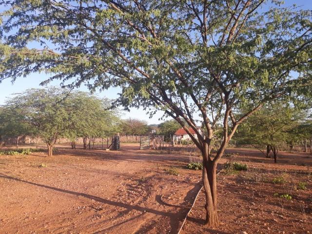 Ótima propriedade de 500 hectares, toda documentada,em Sertânia-PE, por apenas R$ 500 mil - Foto 3