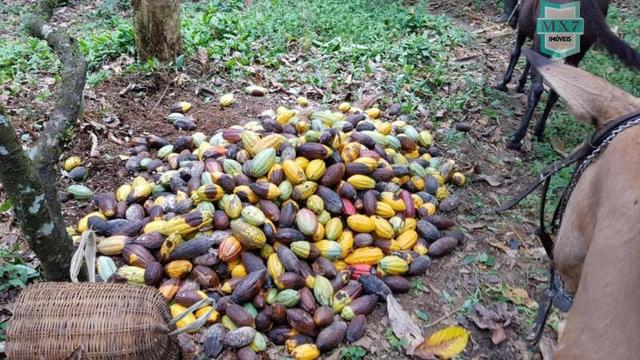 Ubaitaba. Fazenda de 450 Hectares, produção de cacau e gado, completa infraestrutura. - Foto 20